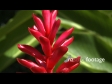 Tropical Flower 2 404